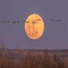 Posterazzi PDDUS32BJY0315LARGE USA, New Mexico, Bosque del Apache National Wildlife Refuge. Full Moon and Sandhill Cranes Photo Print, 24 x 36, Multi view 1