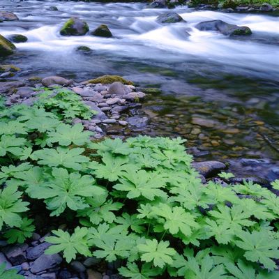 Posterazzi PDDUS38JBA0425LARGE USA, Oregon. Willamette National Forest, South Fork of The McKenzie River with Coltsfoot in Spring Photo Print, 24 x 36, Multi