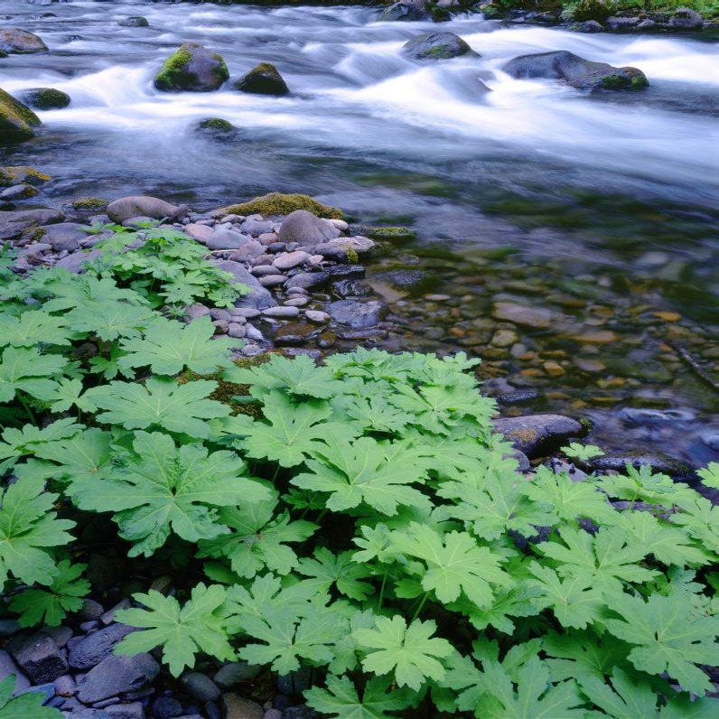 Posterazzi PDDUS38JBA0425LARGE USA, Oregon. Willamette National Forest, South Fork of The McKenzie River with Coltsfoot in Spring Photo Print, 24 x 36, Multi