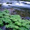 Posterazzi PDDUS38JBA0425LARGE USA, Oregon. Willamette National Forest, South Fork of The McKenzie River with Coltsfoot in Spring Photo Print, 24 x 36, Multi view 1