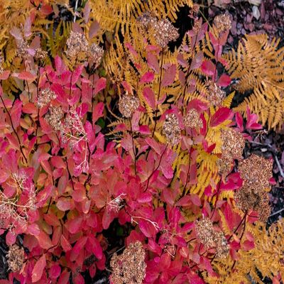 Posterazzi PDDUS27CHA4108LARGE Autumn Ferns and Ground Cover in Burn Area Above St. Mary Lake in Glacier National Park, Montana Photo Print, 24 x 36, Multi
