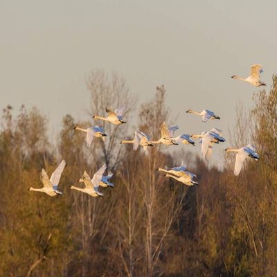 Posterazzi PDDUS26RDY0128LARGE Trumpeter Swans Flying, Riverlands Migratory Bird Sanctuary. St. Charles County, Missouri Photo Print, 24 x 36, Multi