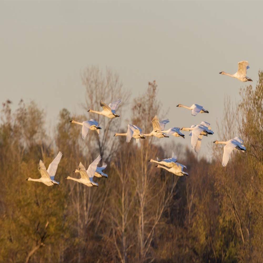 Posterazzi PDDUS26RDY0128LARGE Trumpeter Swans Flying, Riverlands Migratory Bird Sanctuary. St. Charles County, Missouri Photo Print, 24 x 36, Multi