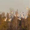 Posterazzi PDDUS26RDY0128LARGE Trumpeter Swans Flying, Riverlands Migratory Bird Sanctuary. St. Charles County, Missouri Photo Print, 24 x 36, Multi view 1