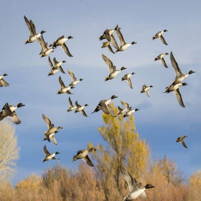 Posterazzi PDDUS32LDI0139LARGE Pintails (Anas acuta) Flock Flying Photo Print, 24 x 36, Multi