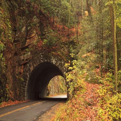 Posterazzi PDDUS43JWL0196 USA, Tennesse. Tunnel Along The Road to Cades Cove in The Fall Photo Print, 18 x 24, Multi