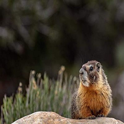 Posterazzi PDDUS29CHA0046LARGE Yellow Bellied Marmot in Basin National Park, Nevada, USA Photo Print, 36 x 24, Multi