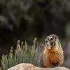 Posterazzi PDDUS29CHA0046LARGE Yellow Bellied Marmot in Basin National Park, Nevada, USA Photo Print, 36 x 24, Multi view 1