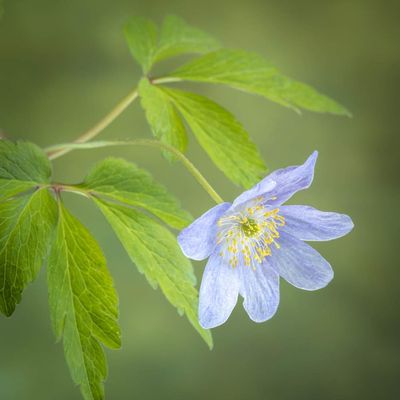 Posterazzi PDDUS38BJY1209LARGE USA, Oregon Anemone Flower Close-up Photo Print, 24 x 36, Multi