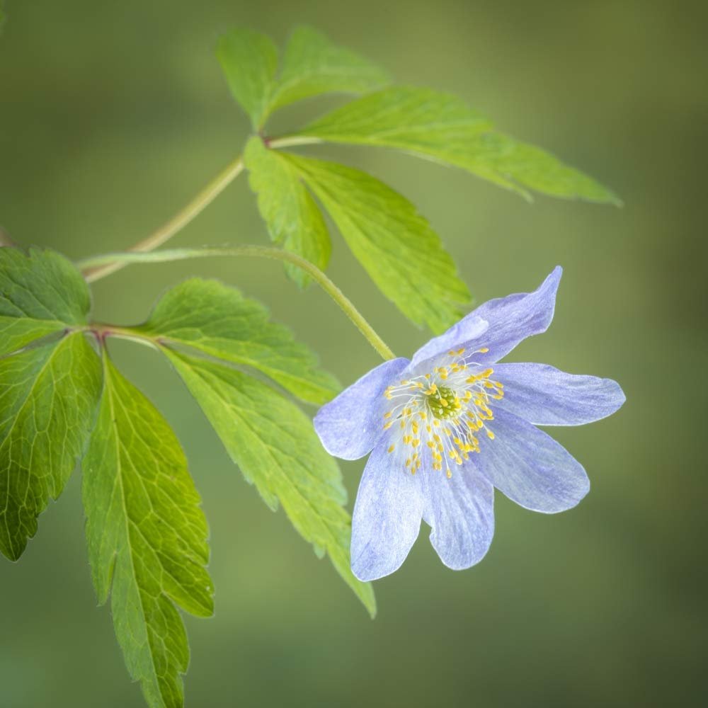 Posterazzi PDDUS38BJY1209LARGE USA, Oregon Anemone Flower Close-up Photo Print, 24 x 36, Multi