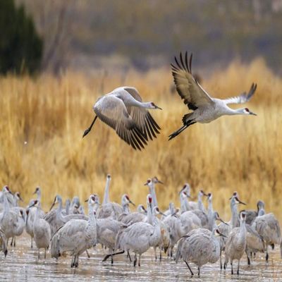 Posterazzi PDDUS32BJY0337LARGE USA, New Mexico, Bosque del Apache National Wildlife Refuge. Sandhill Cranes Flying Over Flock Photo Print, 24 x 36, Multi