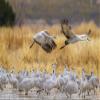 Posterazzi PDDUS32BJY0337LARGE USA, New Mexico, Bosque del Apache National Wildlife Refuge. Sandhill Cranes Flying Over Flock Photo Print, 24 x 36, Multi view 1