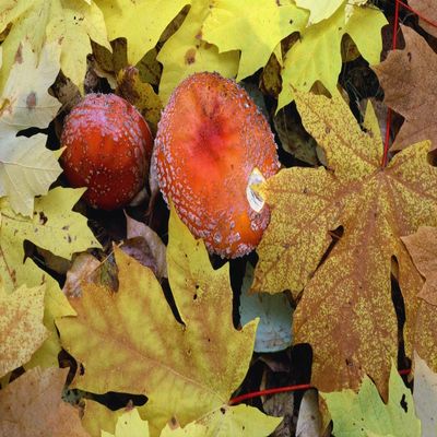 Posterazzi PDDUS38JBA0192LARGE Oregon, Willamette NF. Amanita Mushroom and Fall-Colored Leaves of bigleaf Maple on Forest Floor Photo Print, 24 x 36, Multi