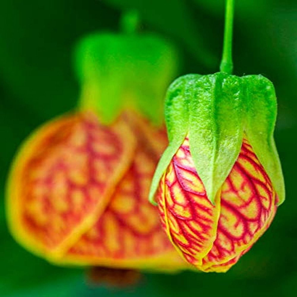 Posterazzi PDDUS39JEG0028LARGE Close-up of a Abutilon 'Red Tiger' Photo Print, 24 x 36, Multi