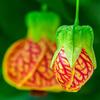 Posterazzi PDDUS39JEG0028LARGE Close-up of a Abutilon 'Red Tiger' Photo Print, 24 x 36, Multi view 1