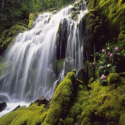 Posterazzi PDDUS38SWR0312LARGE Waterfall and Wild rhododendrons, Oregon Photo Print, 24 x 36, Multi