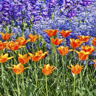 Posterazzi PDDUS39HLL0041LARGE USA, Pennsylvania, Kennett Square. Quamash and Tulips Photo Print, 24 x 36, Multi