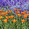 Posterazzi PDDUS39HLL0041LARGE USA, Pennsylvania, Kennett Square. Quamash and Tulips Photo Print, 24 x 36, Multi view 1
