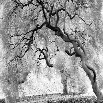 Posterazzi PDXFAF984LARGE Enchanted Forest Photo Print, 36 x 24, Multi