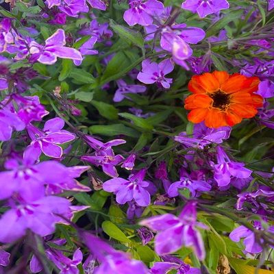 Posterazzi PDXMJMFLO00140LARGE Flower Spot I Photo Print, 24 x 36, Multi