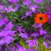 Posterazzi PDXMJMFLO00140LARGE Flower Spot I Photo Print, 24 x 36, Multi view 1