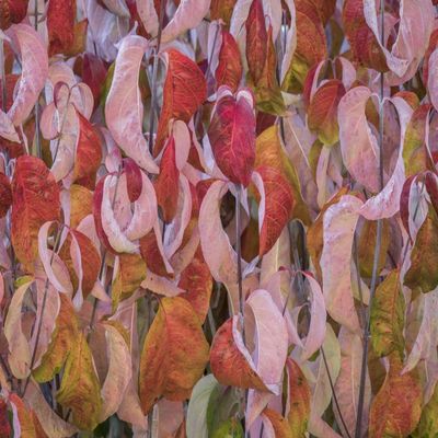 Posterazzi PDDUS48BJY0922LARGE USA, Washington State, Seabeck. Dogwood Tree Leaves in Fall Photo Print, 24 x 36, Multi