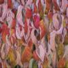 Posterazzi PDDUS48BJY0922LARGE USA, Washington State, Seabeck. Dogwood Tree Leaves in Fall Photo Print, 24 x 36, Multi view 1