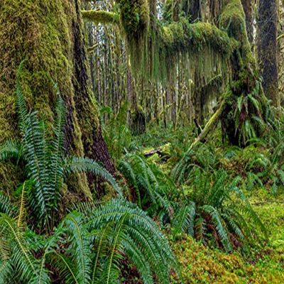 Posterazzi PDDUS48CHA0358LARGE Mossy Lush Forest Along The Maple Glade Trail in The Quinault Rainforest in Olympic National Park, Washington State, USA Photo Print, 36 x 24, Multi