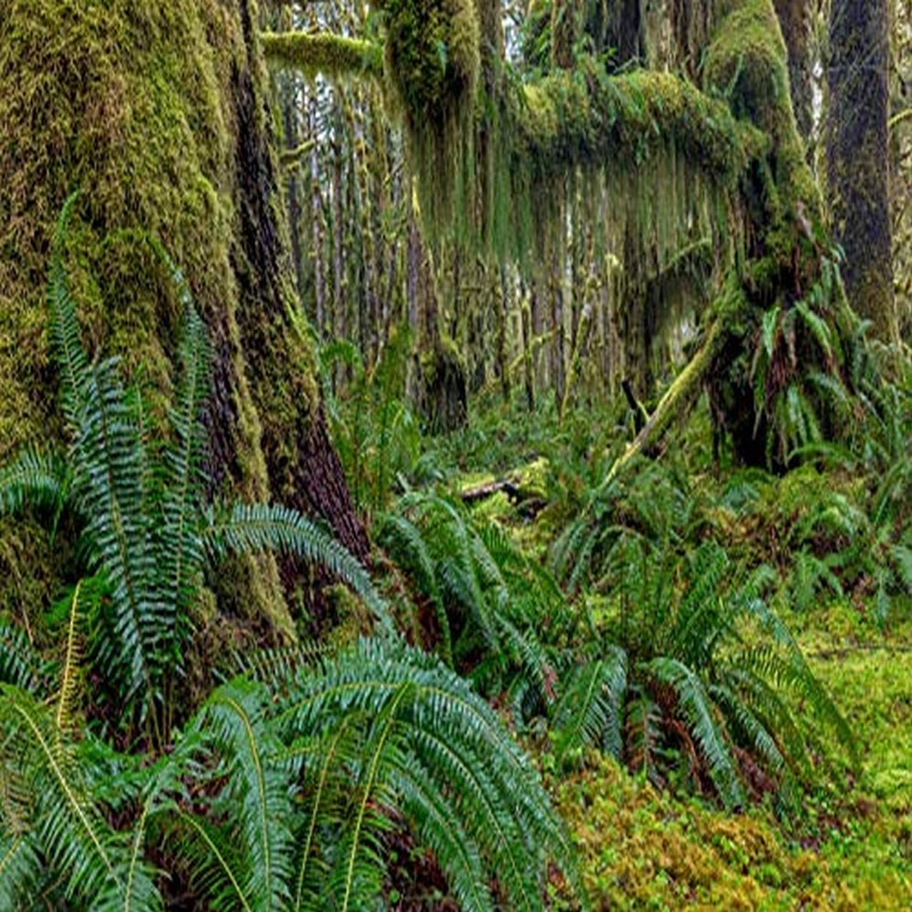 Posterazzi PDDUS48CHA0358LARGE Mossy Lush Forest Along The Maple Glade Trail in The Quinault Rainforest in Olympic National Park, Washington State, USA Photo Print, 36 x 24, Multi