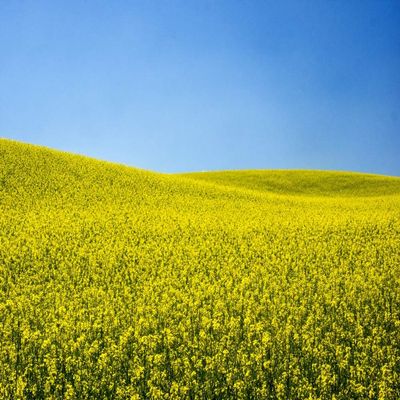 Posterazzi PDDUS48TEG1225LARGE USA, Washington State, Palouse Region. Spring Canola Field Photo Print, 24 x 36, Multi