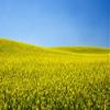 Posterazzi PDDUS48TEG1225LARGE USA, Washington State, Palouse Region. Spring Canola Field Photo Print, 24 x 36, Multi view 1
