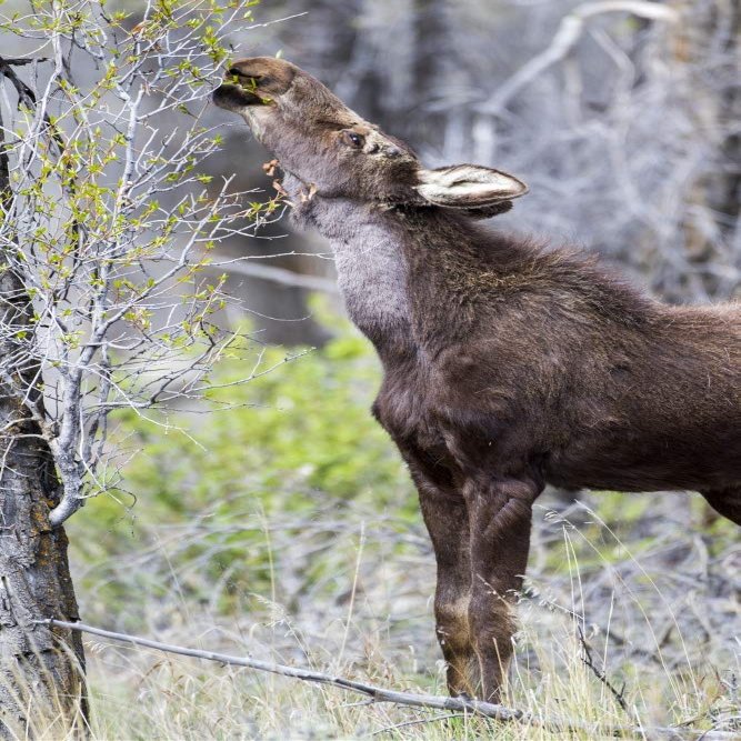 Posterazzi PDDUS51EBO0838LARGE USA, Wyoming, Sublette County. Yearling Moose Calf reaches for Leaves in Springtime Photo Print, 24 x 36, Multi