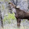 Posterazzi PDDUS51EBO0838LARGE USA, Wyoming, Sublette County. Yearling Moose Calf reaches for Leaves in Springtime Photo Print, 24 x 36, Multi view 1