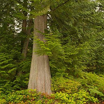 Posterazzi PDDUS48JHO1519LARGE Squak Mountain Park, Washington State, USA redcedar Tree Surrounded by Western swordfern and Huckleberry Photo Print, 24 x 36, Multi