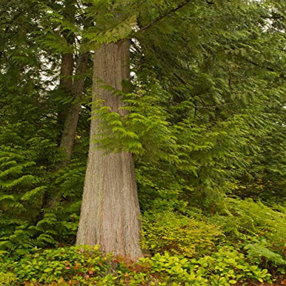Posterazzi PDDUS48JHO1519LARGE Squak Mountain Park, Washington State, USA redcedar Tree Surrounded by Western swordfern and Huckleberry Photo Print, 24 x 36, Multi