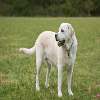 Posterazzi PDDUS48JHO0032LARGE Issaquah, WA. 6 Year Old English Yellow Labrador Standing in a Park After Some Active Play time Photo Print, 24 x 36, Multi