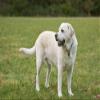 Posterazzi PDDUS48JHO0032LARGE Issaquah, WA. 6 Year Old English Yellow Labrador Standing in a Park After Some Active Play time Photo Print, 24 x 36, Multi view 1