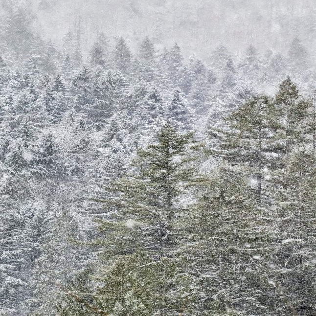 Posterazzi PDDUS48DGU1564 Evergreen Trees Covered in Snow Near Snoqualmie Falls, Washington State Photo Print, 18 x 24, Multi