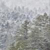 Posterazzi PDDUS48DGU1564 Evergreen Trees Covered in Snow Near Snoqualmie Falls, Washington State Photo Print, 18 x 24, Multi view 1