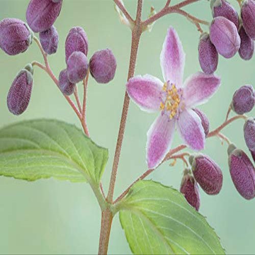 Posterazzi PDDUS48BJY1158LARGE USA, Washington State, Seabeck. Deutzia Blossom and Buds. Credit as: Don Paulson/Jaynes Gallery/DanitaDelimont.com Photo Print, 36 x 24, Multi