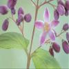 Posterazzi PDDUS48BJY1158LARGE USA, Washington State, Seabeck. Deutzia Blossom and Buds. Credit as: Don Paulson/Jaynes Gallery/DanitaDelimont.com Photo Print, 36 x 24, Multi view 1