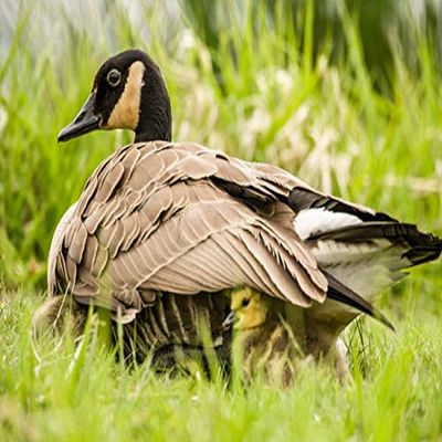 Posterazzi PDDUS48JHO1419LARGE Canada Goose Chicks Hide Under Their Mother's Wings for Warmth and Protection at Ridgefield National Wildlife Refuge, Washington State, USA Photo Print, 36 x 24, Multi