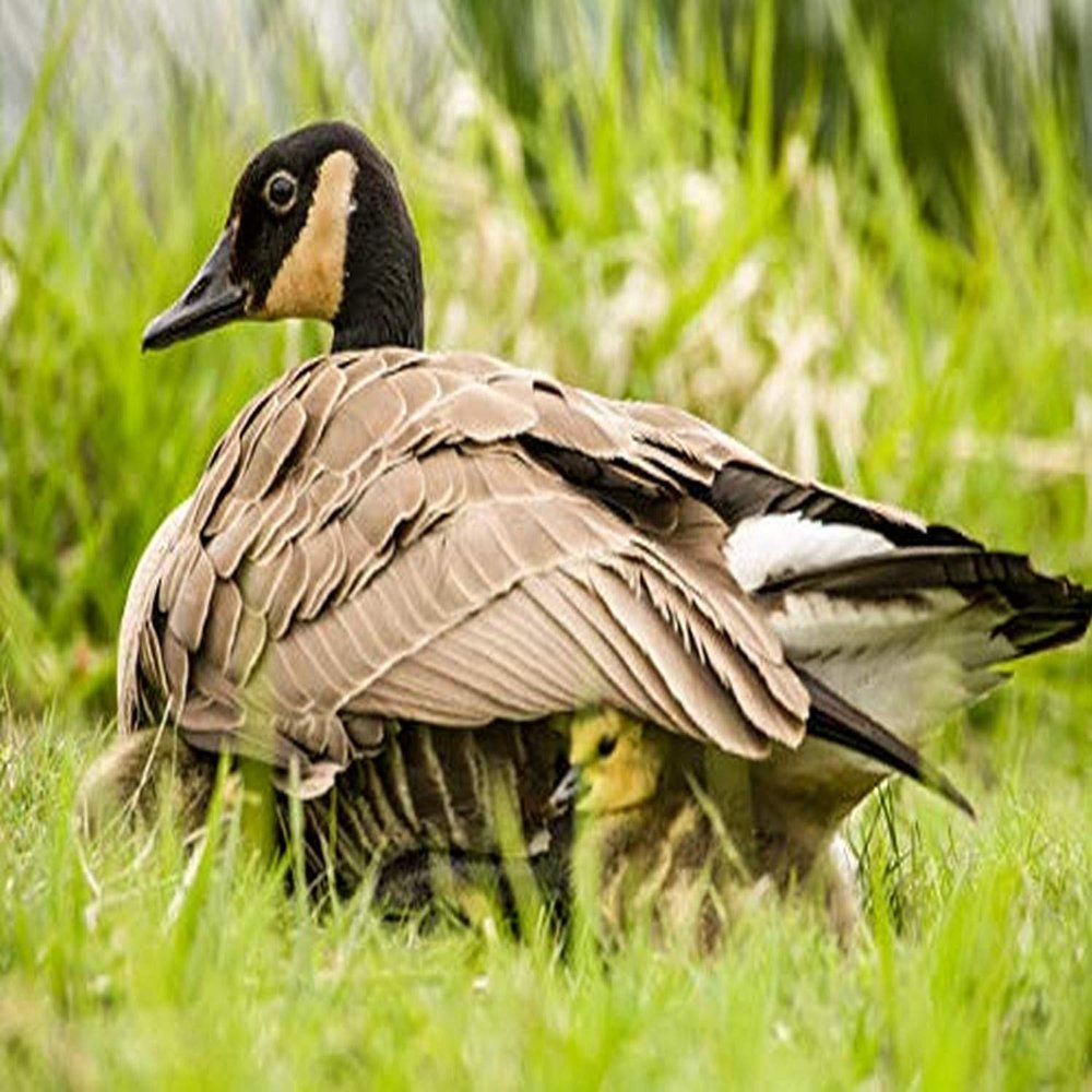 Posterazzi PDDUS48JHO1419LARGE Canada Goose Chicks Hide Under Their Mother's Wings for Warmth and Protection at Ridgefield National Wildlife Refuge, Washington State, USA Photo Print, 36 x 24, Multi
