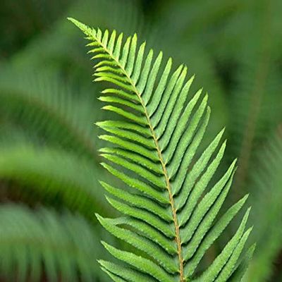 Posterazzi PDDUS48JWI5166LARGE USA, Washington State. Western Sword Fern Photo Print, 36 x 24, Multi