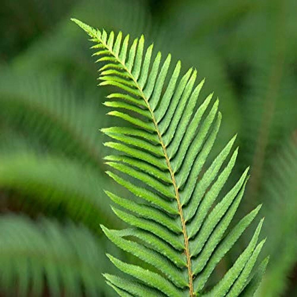 Posterazzi PDDUS48JWI5166LARGE USA, Washington State. Western Sword Fern Photo Print, 36 x 24, Multi