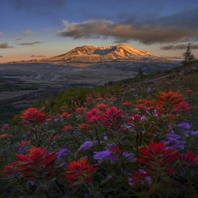 Posterazzi PDDUS48GLU1079 WA. Paintbrush and Penstemon Wildflowers at Mount St. Helens Volcanic National Monument Photo Print, 18 x 24, Multi