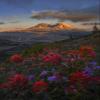 Posterazzi PDDUS48GLU1079 WA. Paintbrush and Penstemon Wildflowers at Mount St. Helens Volcanic National Monument Photo Print, 18 x 24, Multi view 1