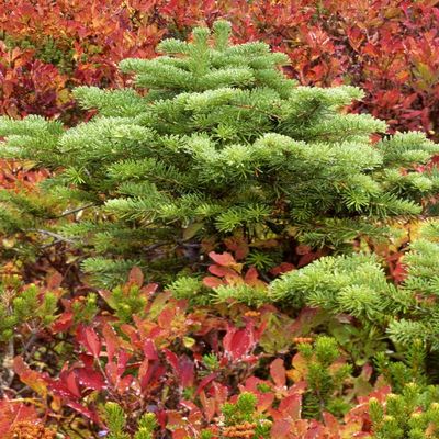 Posterazzi PDDUS48BJY1055LARGE USA, Washington, Mt. Rainier National Park. Silver fir Tree and Huckleberry Photo Print, 24 x 36, Multi