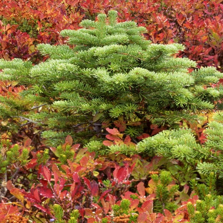 Posterazzi PDDUS48BJY1055LARGE USA, Washington, Mt. Rainier National Park. Silver fir Tree and Huckleberry Photo Print, 24 x 36, Multi