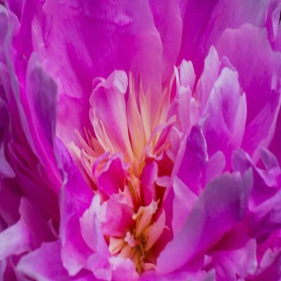 Posterazzi PDDUS48WPE0189LARGE Red Petals of Peony Flower Photo Print, 24 x 36, Multi